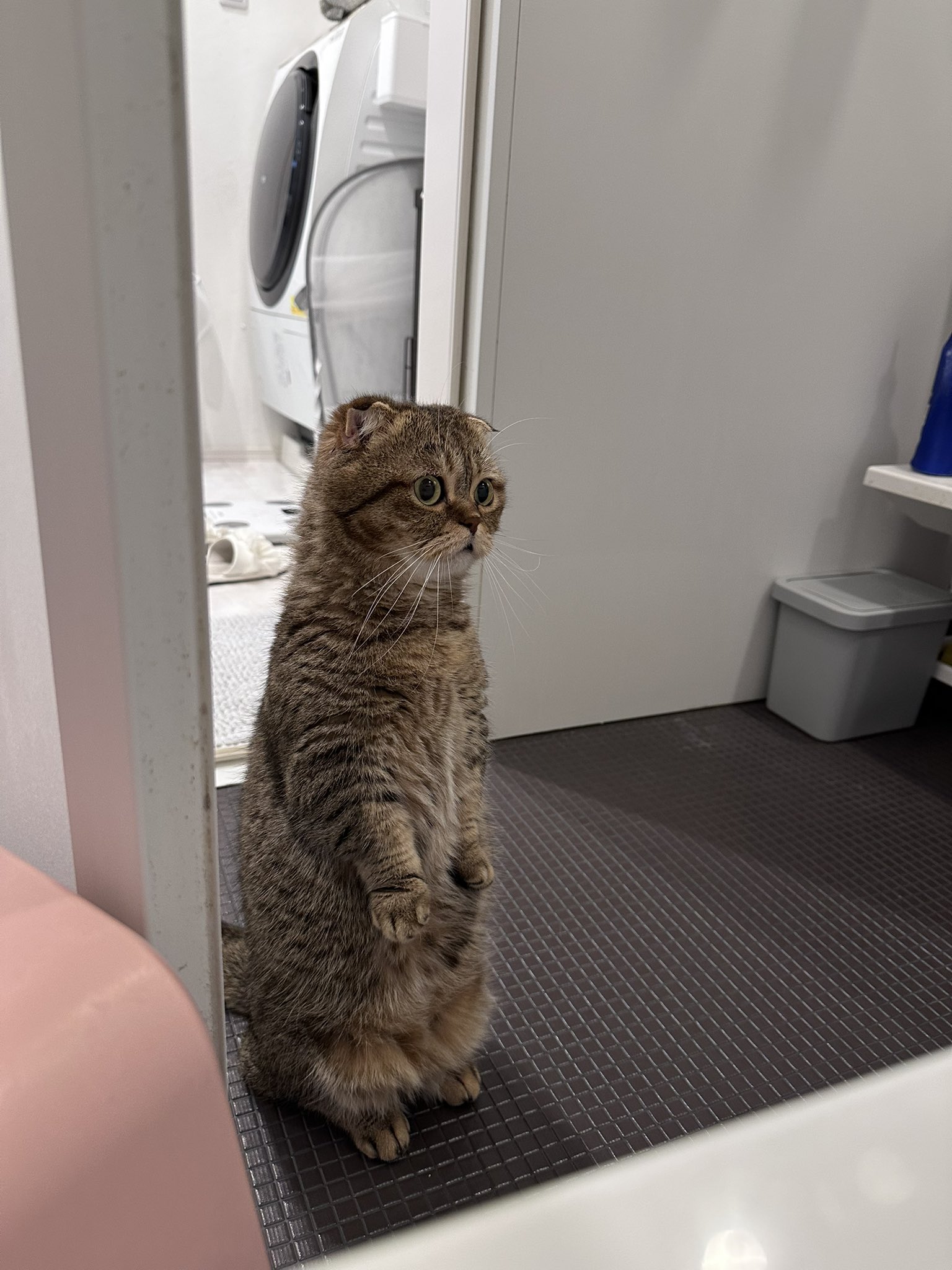 たぬ吉様 たぬ吉とあきぼうとさやぼう (@ponpokopontanu) / X