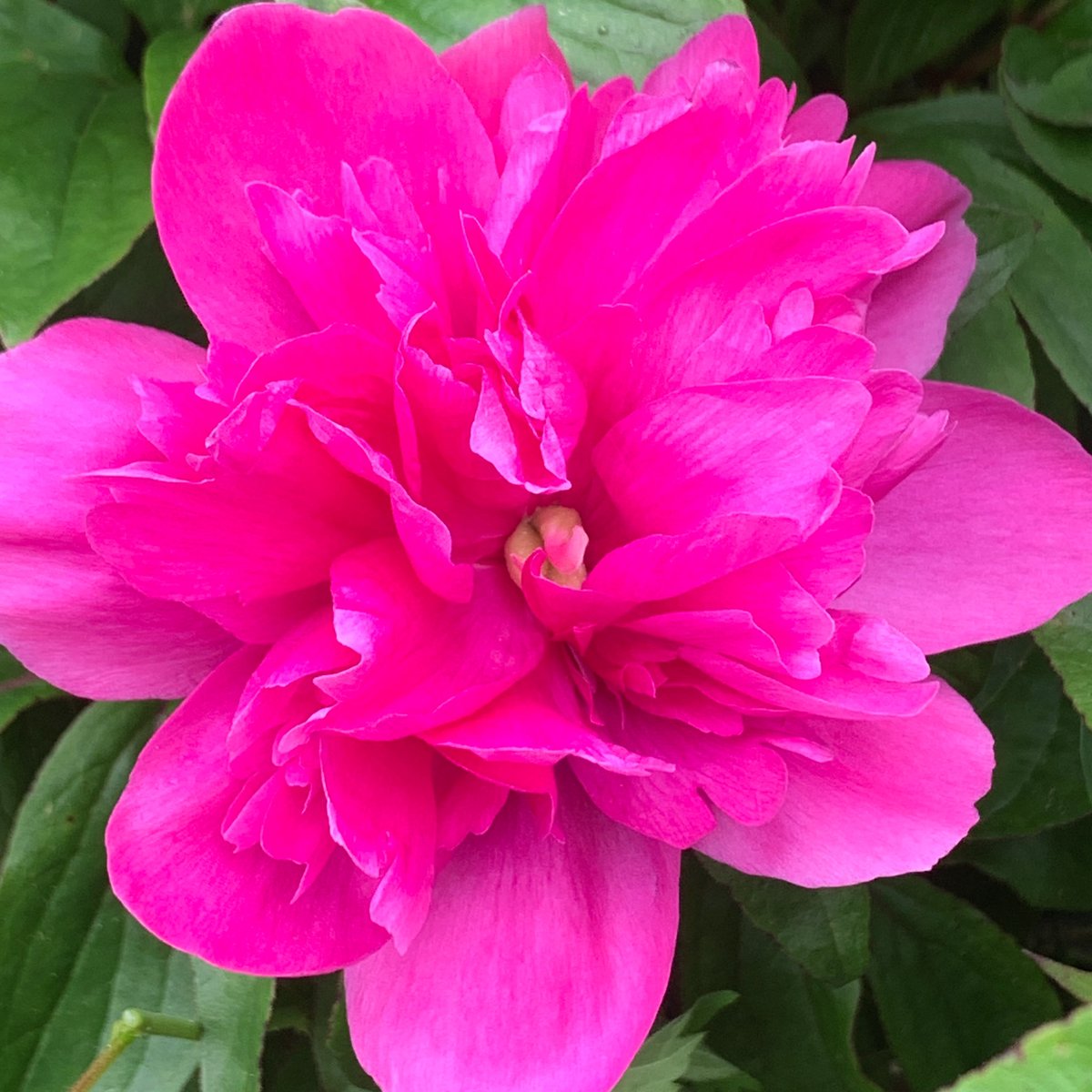 MamaFlowra's tweet photo. #seasonalplants
#flowers
#季節の植物
#paeonialactiflora 
#芍薬
#シャクヤク https://t.co/Eki7d4p4bY