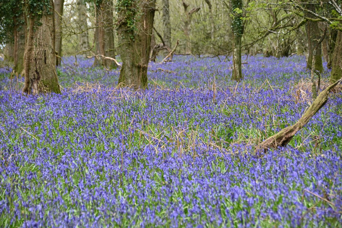 Glyndle's tweet photo. More bluebells - Bidcombe Wood, Wiltshire. https://t.co/KYN7eovO2i