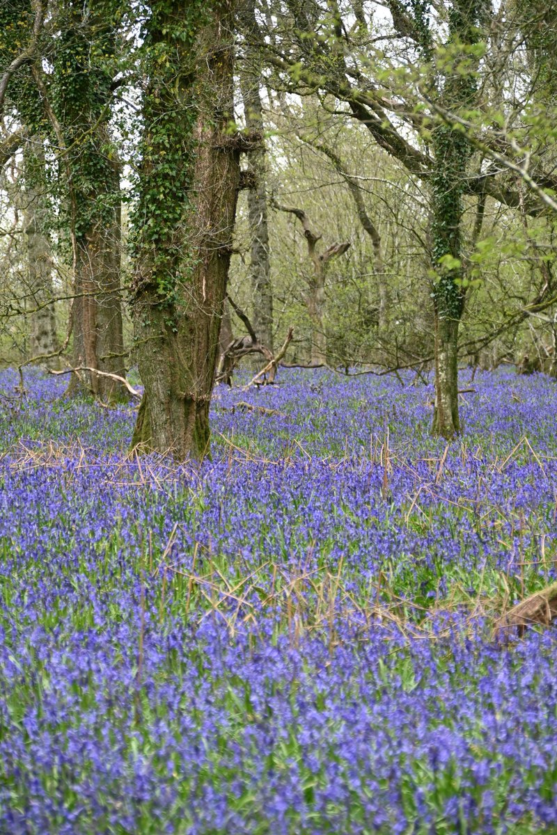 Glyndle's tweet photo. More bluebells - Bidcombe Wood, Wiltshire. https://t.co/KYN7eovO2i