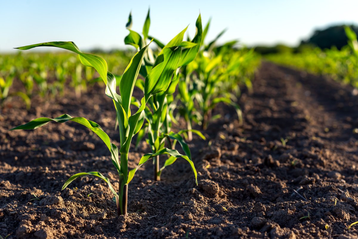 Spot the signs:
-Yellowing leaves? 
-Stunted growth? 

These could be nutrient deficiencies. Foliar feeding helps crops recover faster by delivering nutrients where they are needed most—directly to the leaves. 

Learn more about Verdesian products: vlsci.com/products/?_sft…