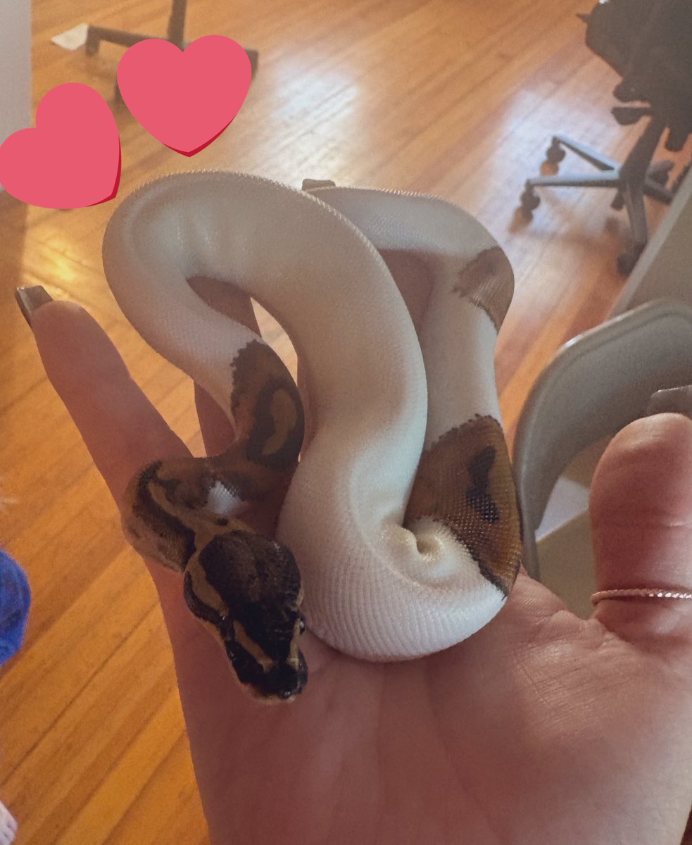 fallenmoonfairy's tweet photo. HES SO CUTE https://t.co/06ouNCOUoN