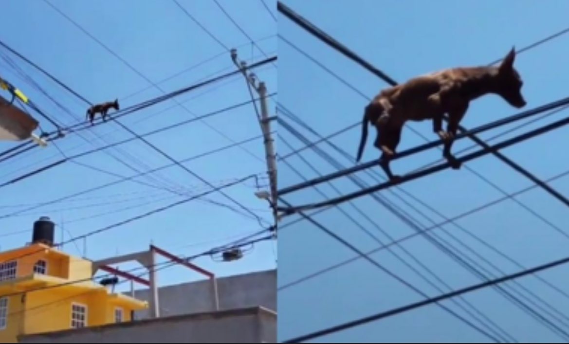 elsambomambo's tweet photo. Perdonad ya tengo al perro arreglando la falla #apagón https://t.co/Y56Y7mFehr