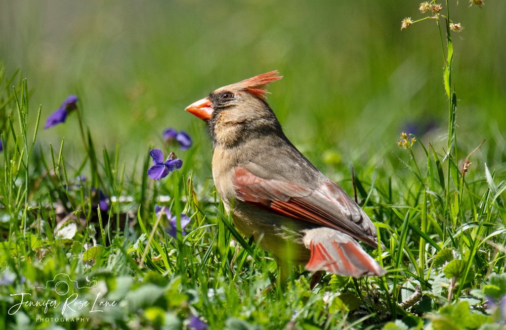 Jens_Starry_Sky's tweet image. ♫ I keep my eyes on the sky &apos;cause my soul wants to fly ♫  ❤️ #FemaleCardinal #BirdWatching @ThePhotoHour @BrandonButcher @SpencerWeather