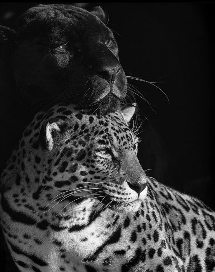 REX (@rexchillect) on Twitter photo 