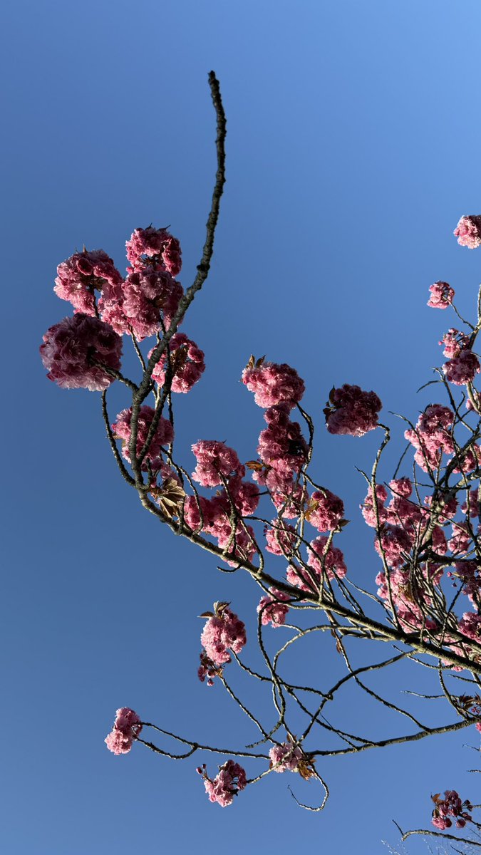 Ang_XoXo17's tweet image. Long Island spring has arrived 🌺💫