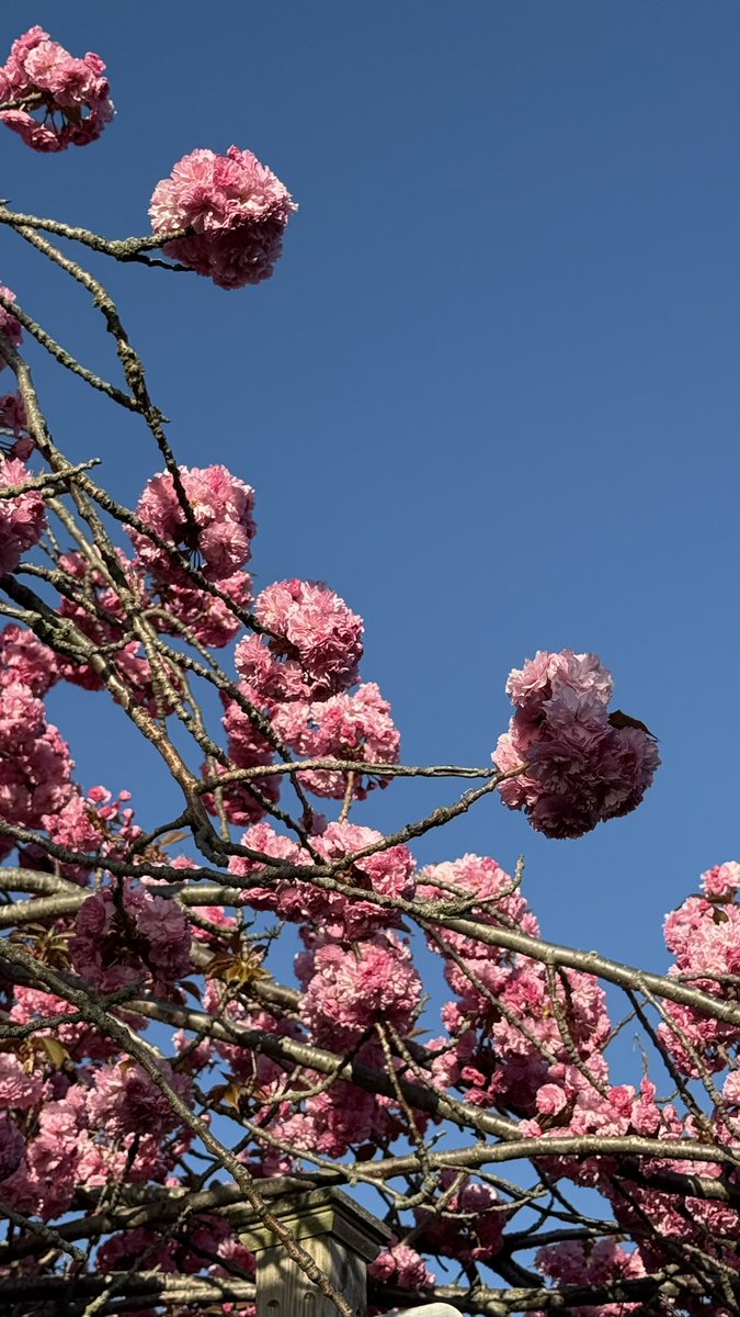 Ang_XoXo17's tweet image. Long Island spring has arrived 🌺💫