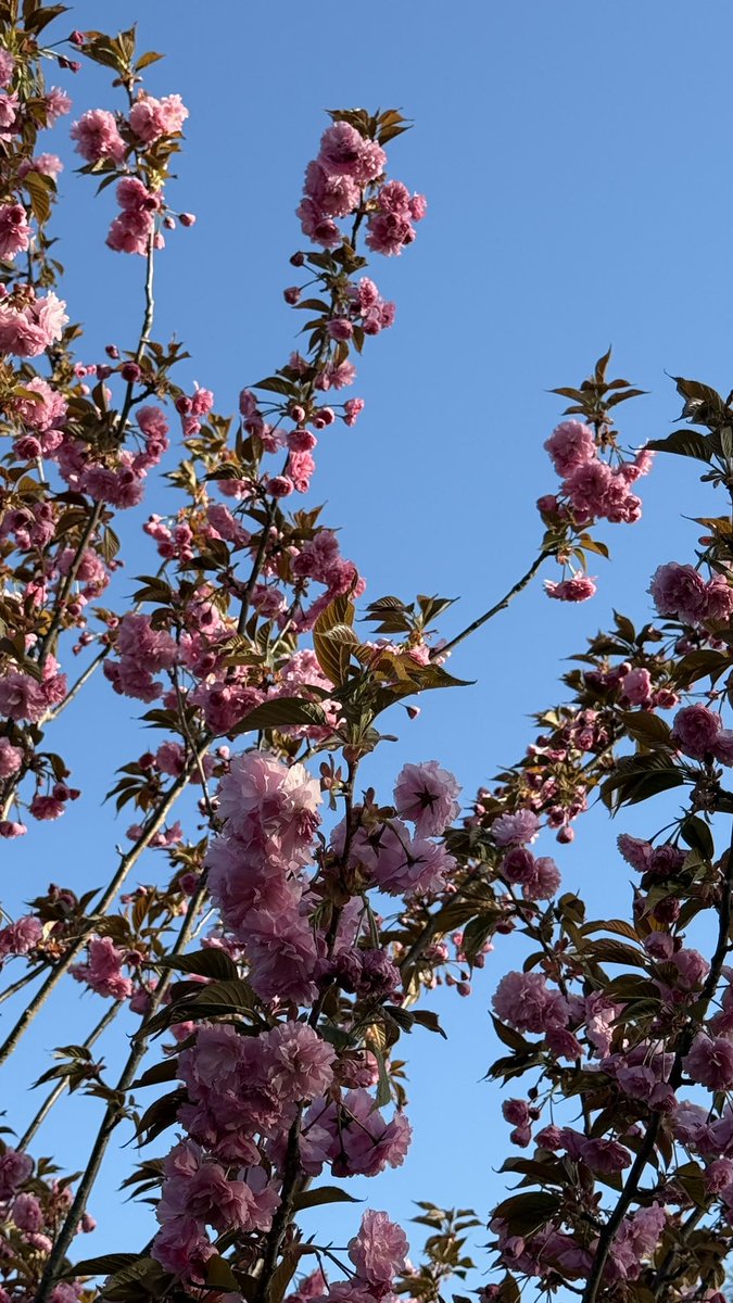 Ang_XoXo17's tweet image. Long Island spring has arrived 🌺💫