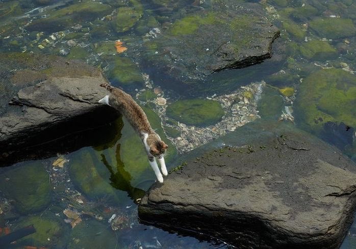 Scattered across the

                     pond-surface, dashing quickly

over silent stones.