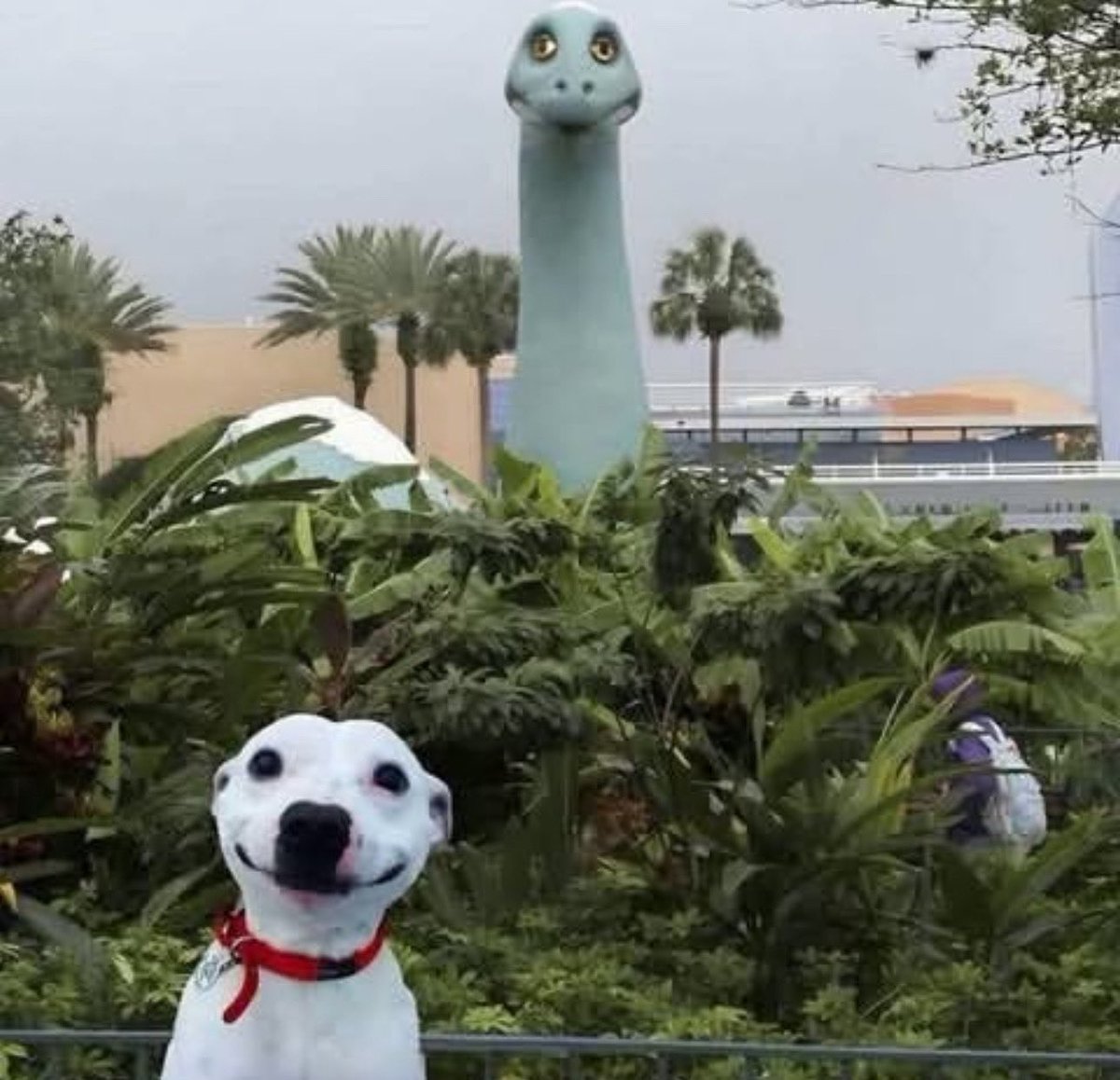 Todo Dia Cães (@tododiacaes) on Twitter photo 