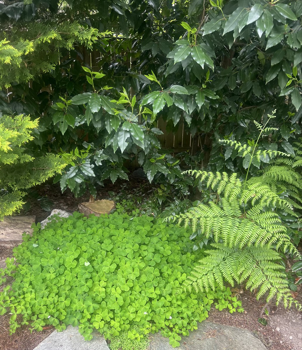Who likes green?
More from my yard.