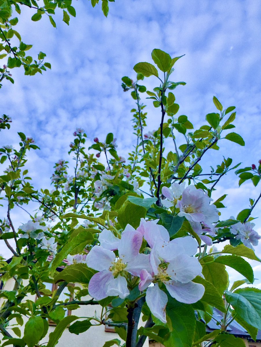 Assaf_777333's tweet image. Cloud &amp;amp; Blossom flowers

#Nature #SpringBlossoms #PrettyClouds

💚🫶🏽💚