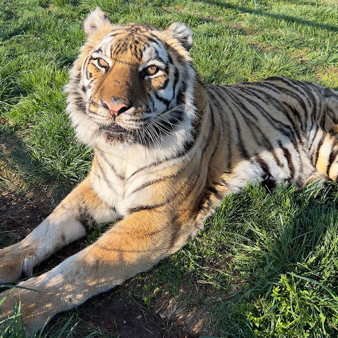 turpentinecreek's tweet photo. Good evening from beautiful Aria Tiger

#tiger #tigers #bigcats #aria #TCWR #TurpentineCreek #GFAS #GlobalFederationAnimalSanctuaries #RescueToRefuge  #Sanctuary #BigCat #Cats #refuge #goodnight #night #nightynite #nitenite #sleeptite #gnite #restwell #goodevening #evening https://t.co/3bWtbnwpbz
