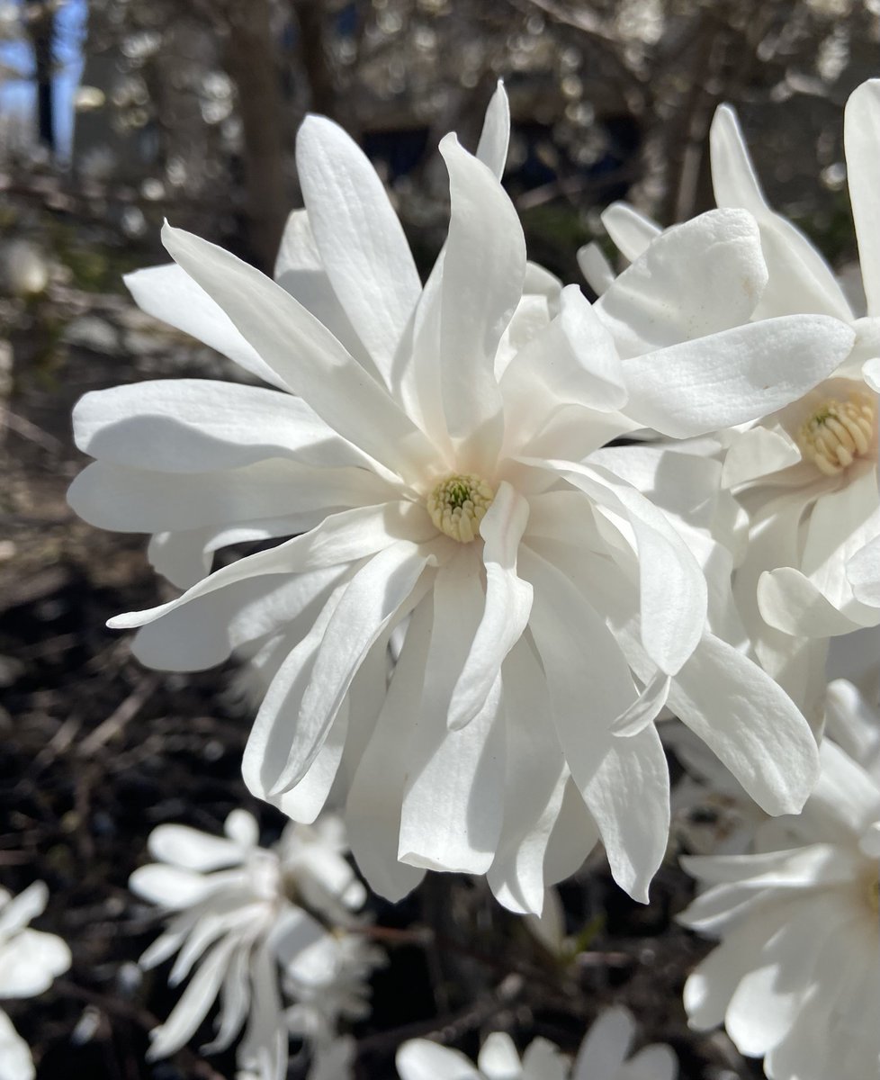 DaniInGeneral's tweet image. Spring magic in full effect 🌼🌸🌱☀️