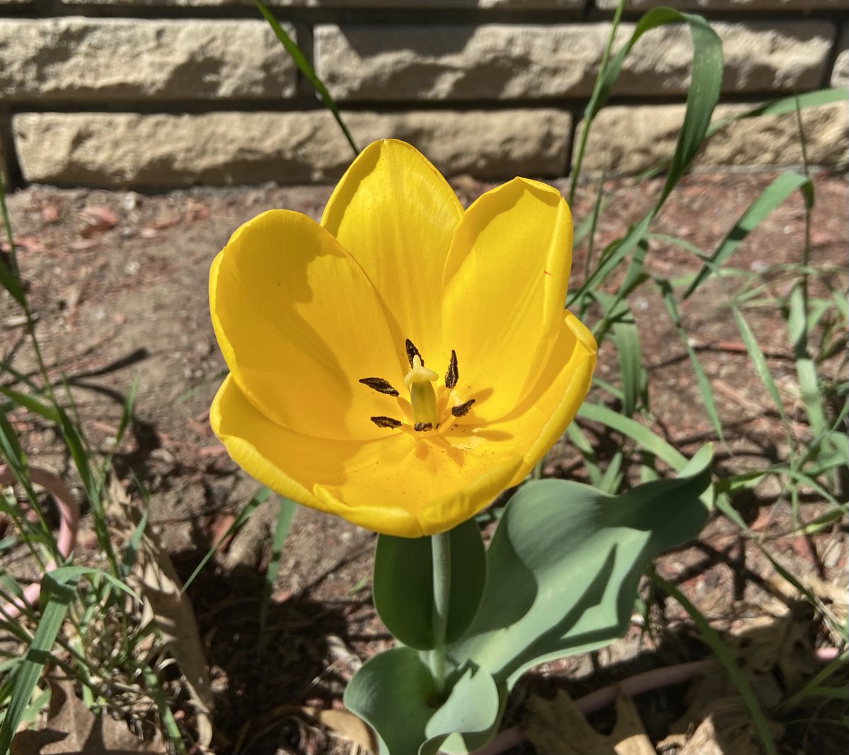 DaniInGeneral's tweet image. Spring magic in full effect 🌼🌸🌱☀️