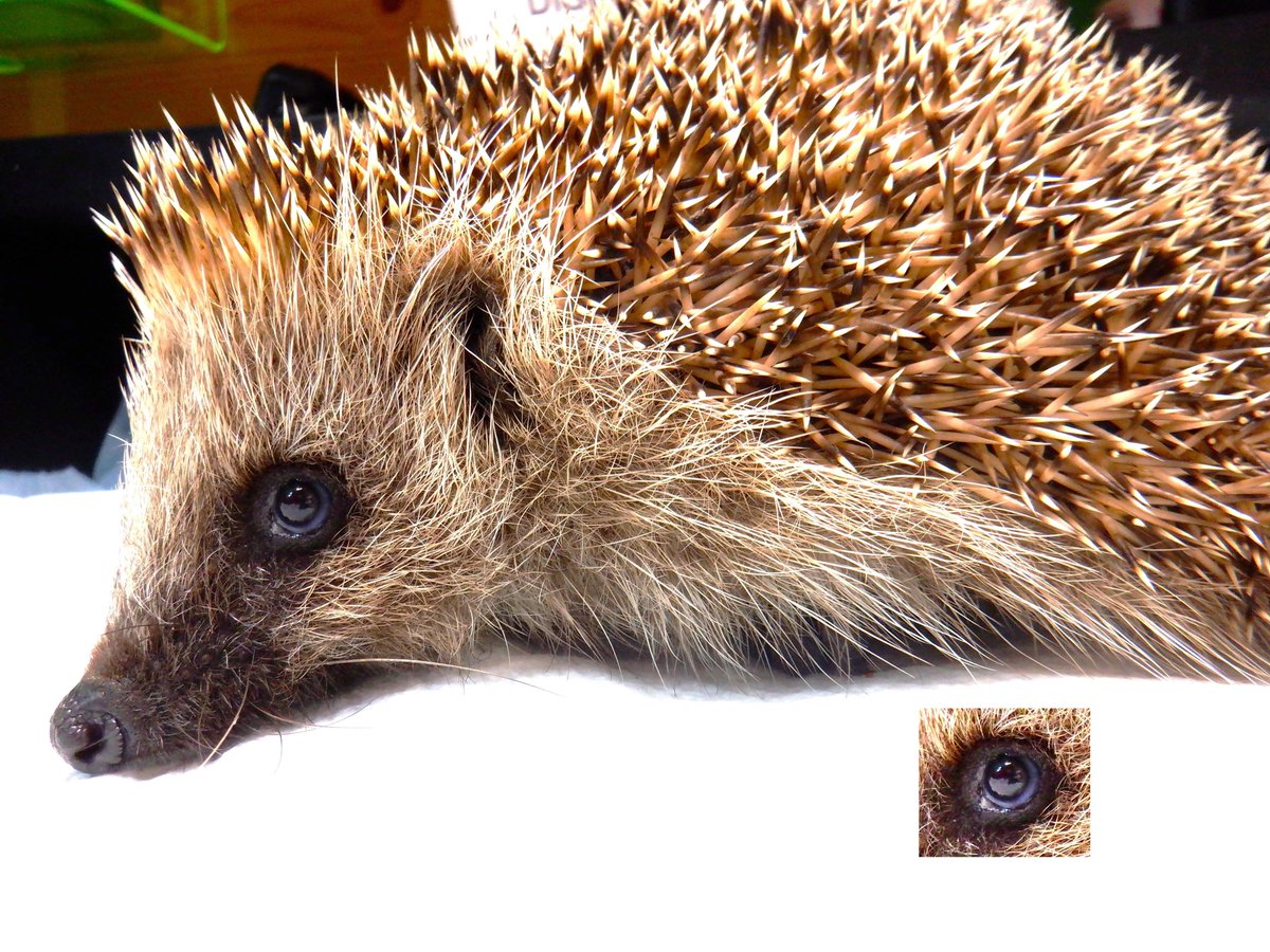Dear brave Christian is responding well to treatment and is slowly recovering from his dangerously poor state of health.
You can see from this photo his sclera (the white of the eyes) looks blue.
Normally the sclera is nice and thick and white, but when very ill, especially when