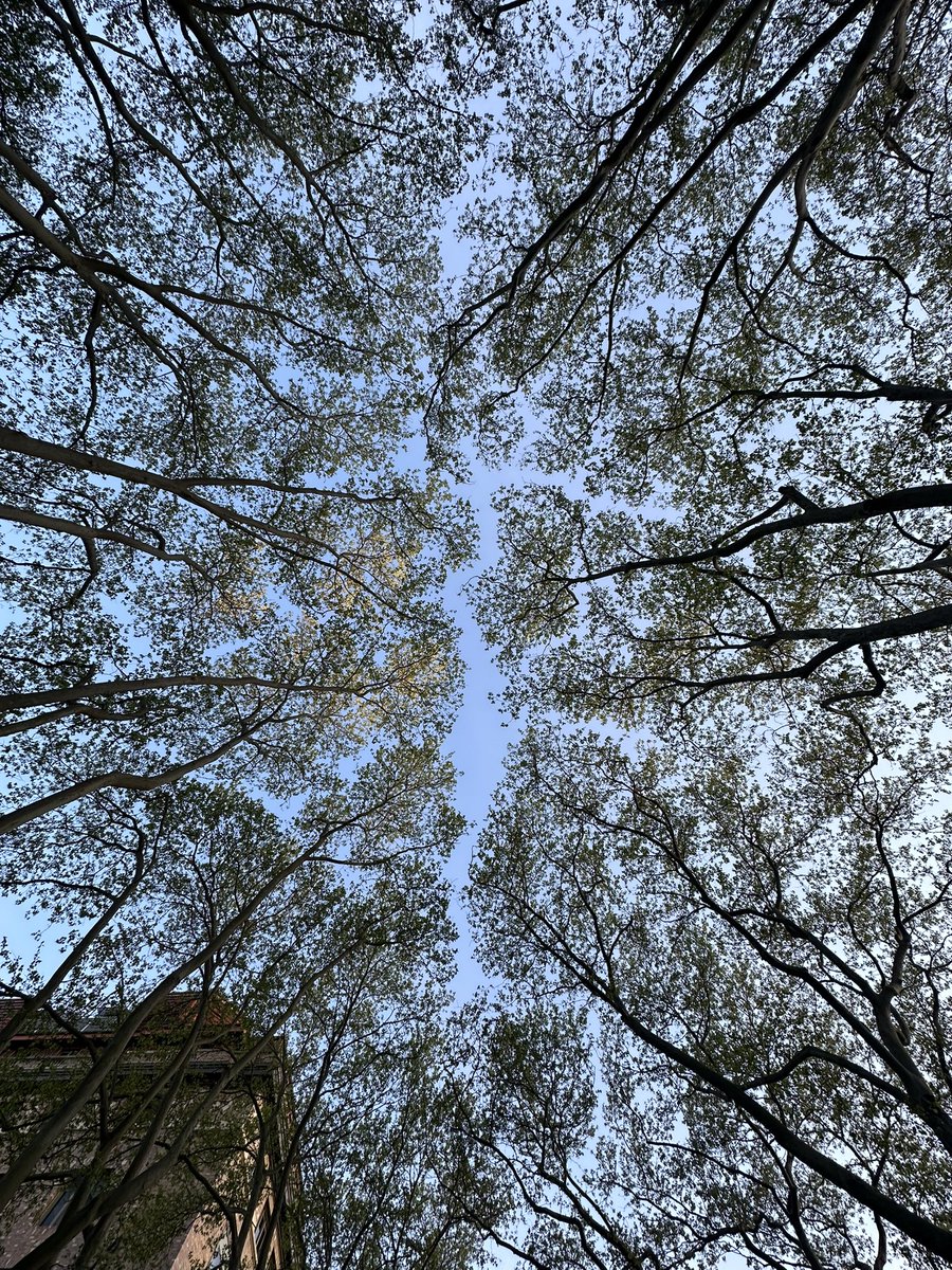 Daniel Kronauer (@danielkronauer) on Twitter photo While “Berührungsangst” (the fear of contact) is generally the exception at <a href="/RockefellerUniv/">Rockefeller University</a>, here is an example of crown shyness on our beautiful spring campus. While “Berührungsangst” (the fear of contact) is generally the exception at <a href="/RockefellerUniv/">Rockefeller University</a>, here is an example of crown shyness on our beautiful spring campus.