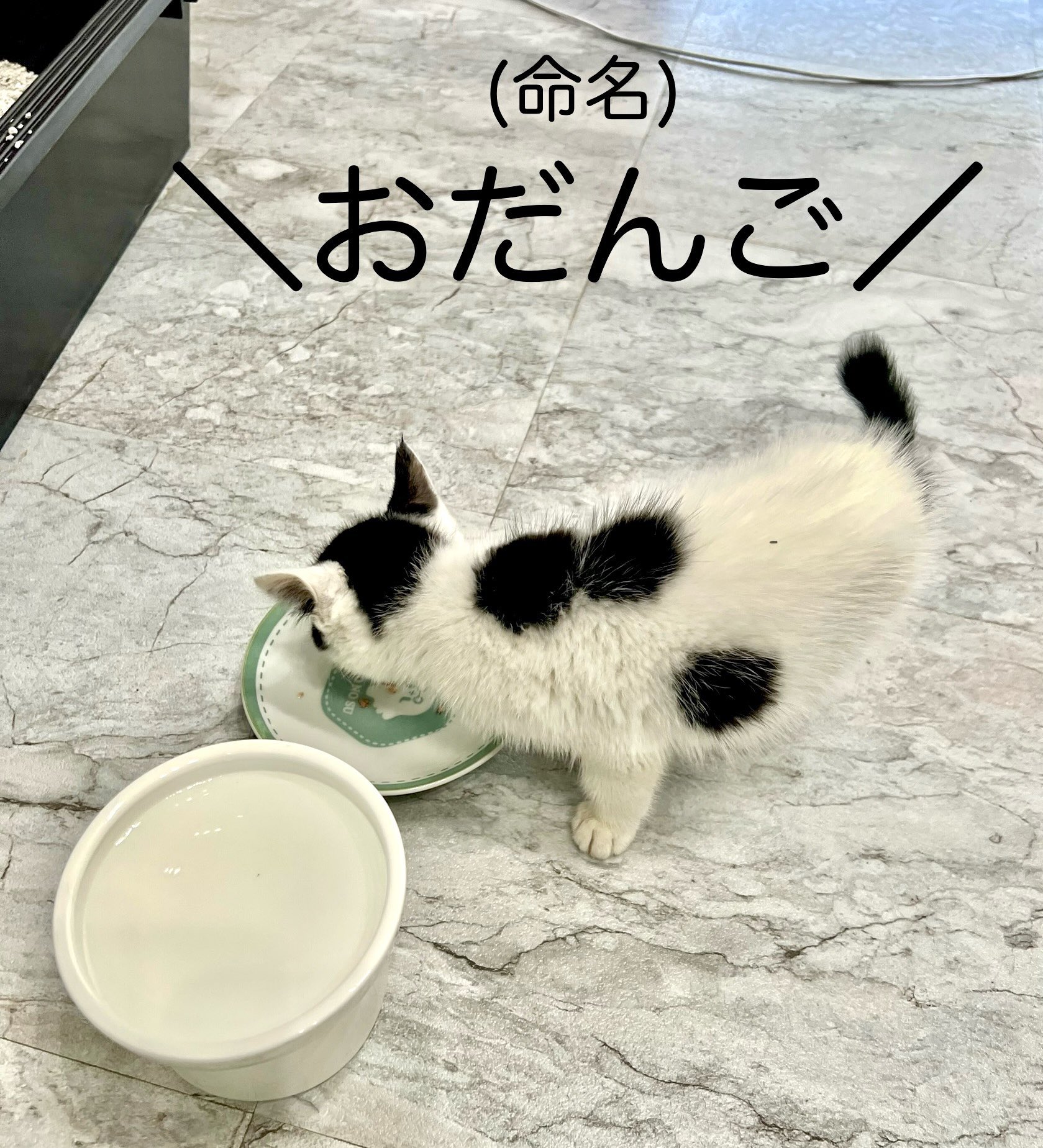 オタコオリパ　猫又オタコ　ヤングじじい　直筆サイン入り　試作品　激レア　ラミカ オタコオリパ 猫又オタコ ヤングじじい 直筆サイン入り 試作品