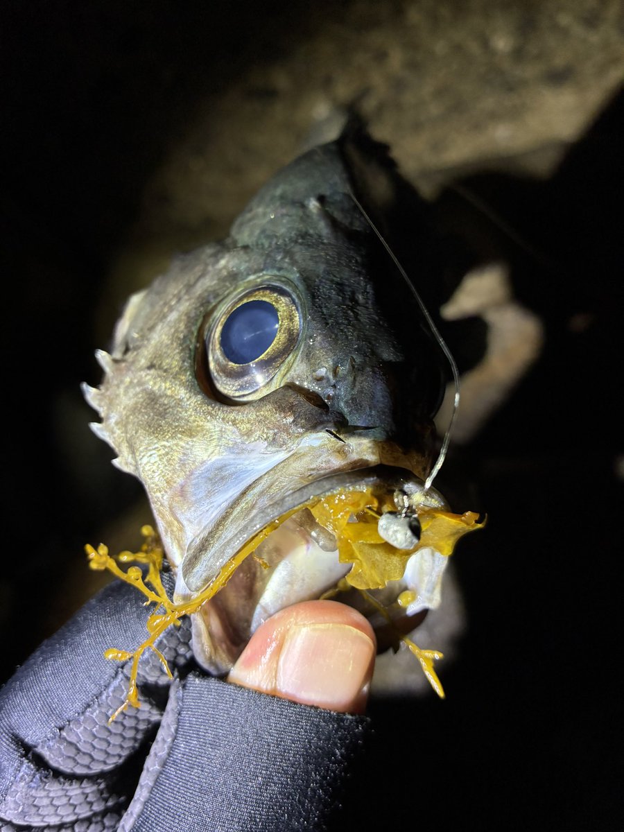 jeross_Chamile's tweet image. 海藻ごとぶっこ抜いて、良型ブルーバック降臨！！
イカついヒキにカッコいいボディ！！

これがあるからフロートメバリングはやめられない😍

#メバリング
#フロートメバリング
#レベロク
#ボンビーワーム
#神バナナ