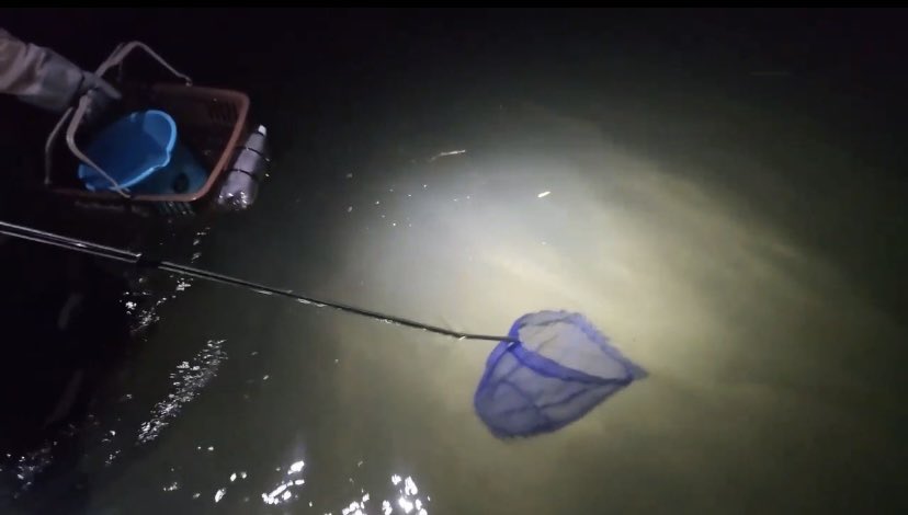 ハシP おすん ルーメンさん達がホタルイカ探しながら夜の海でキャッキャするだけの配信がこんなに楽しいとは
再来月富山に聖地巡礼しに行こう