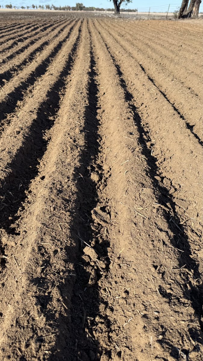 #plant25 rain makes a difference. #wheat .