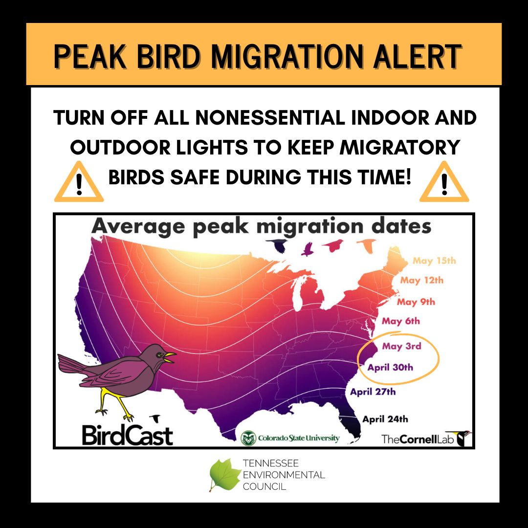 📷 ALERT 📷 MIGRATORY BIRDS FLYING OVER A TOWN NEAR YOU!
Did you know that over 22 million birds flew over Tennessee last night? 
To keep birds safe, turn off all nonessential indoor AND outdoor lighting or draw curtains to block the light.
dashboard.birdcast.info/region/US-TN-0…