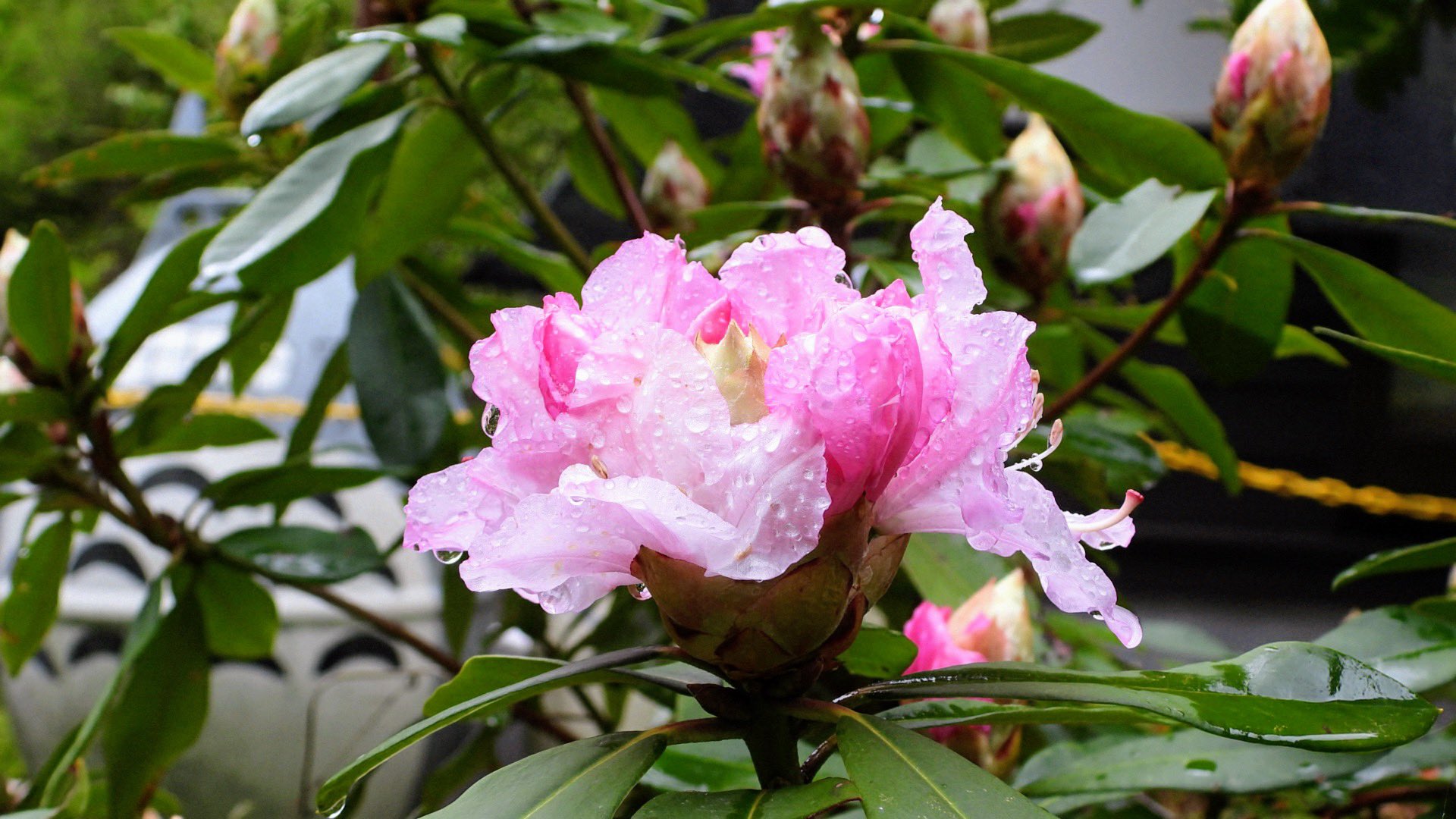 totoro様♡ありがとうございます♡ My Neighbor Totoro Image Song Collection ‑「アルバム」by