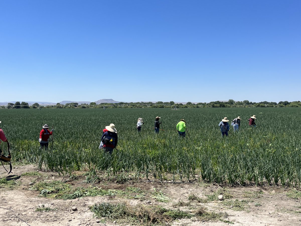 Passionate about the health of people living in rural areas and the study of health care delivery in those environments? Consider adding our Rural Health Certificate to your degree! 🧑‍🌾🧑‍⚕️

Learn more: boisestate.edu/spph/undergrad…

#PublicHealth #RuralHealth