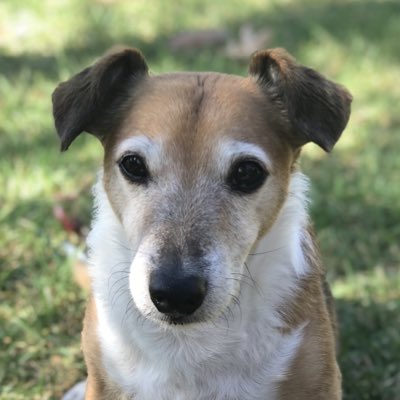 Pickles & Buddy OTRB🌈 tweet media