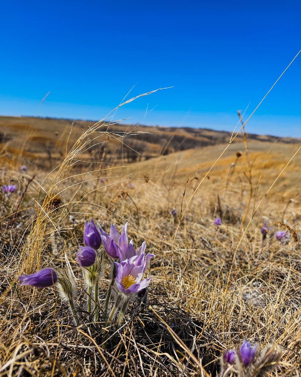 Check out these stunning captures of the prairie crocus blooming in North Dakota. These beauties are popping up all over the state's prairies this time of year. 🌸

📷: bit.ly/3GJ9P3e