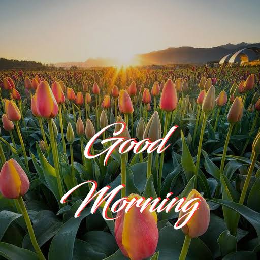 जीवन की हर सुबह एक नया अवसर है , इसे अपनाओ और अपनी खुशियों को बिखेर दो 
Good morning dear X friends