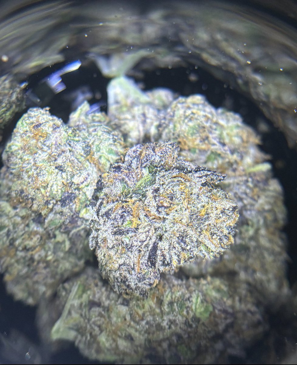 limonenefiend's tweet image. @thetenco_ cookies is the real deal
nostalgic and absolutely smoking ๐ค๐จ
@PacksFifthAve ๐๐จ