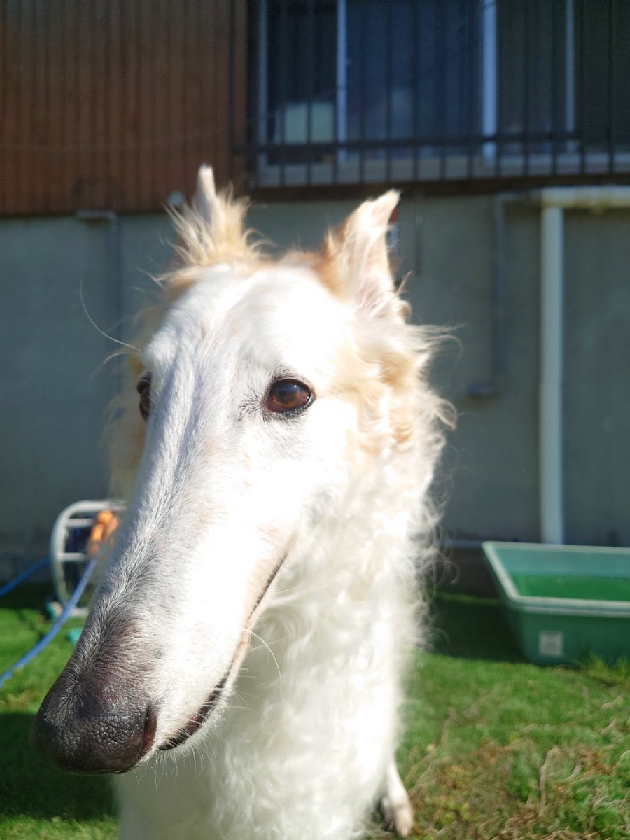 誰でしょうか？僕です。
がんぼるぞい。

translation:
Who is this? It's me.