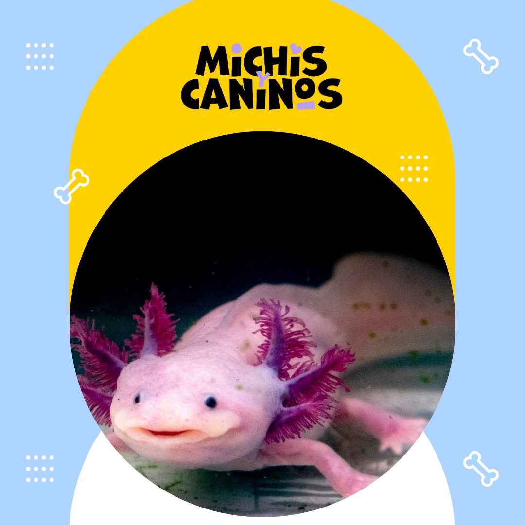 🐸🐶 Cuidar a los anfibios también enseña a cuidar a los cachorros: respeto por toda forma de vida. 👉 michisycaninos.com
