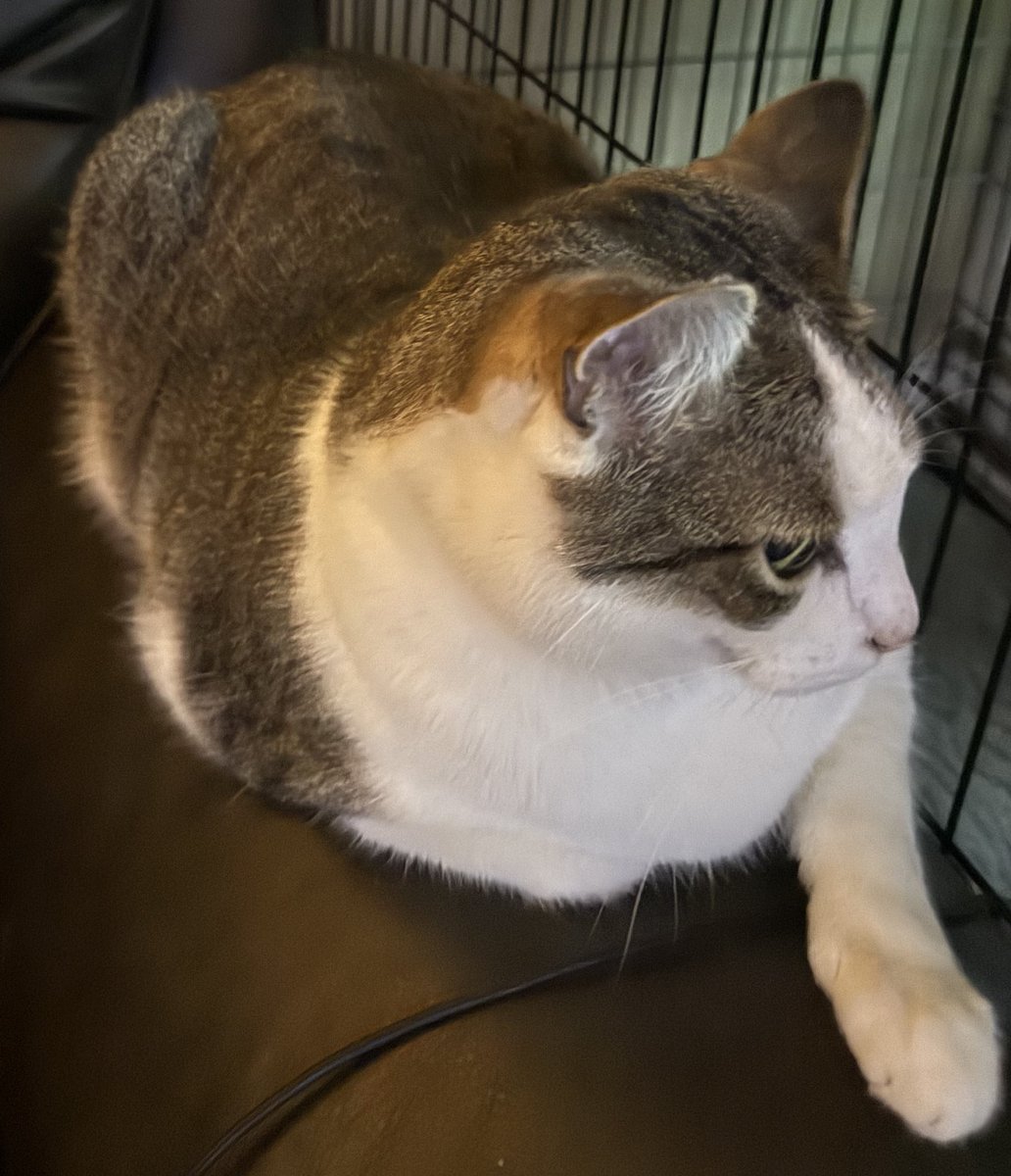 MerlintheCat9's tweet photo. 3K and Bowie are the #kittyloafmonday experts today #CatsOfX #CatsofTwittter https://t.co/io2TIpBvMw