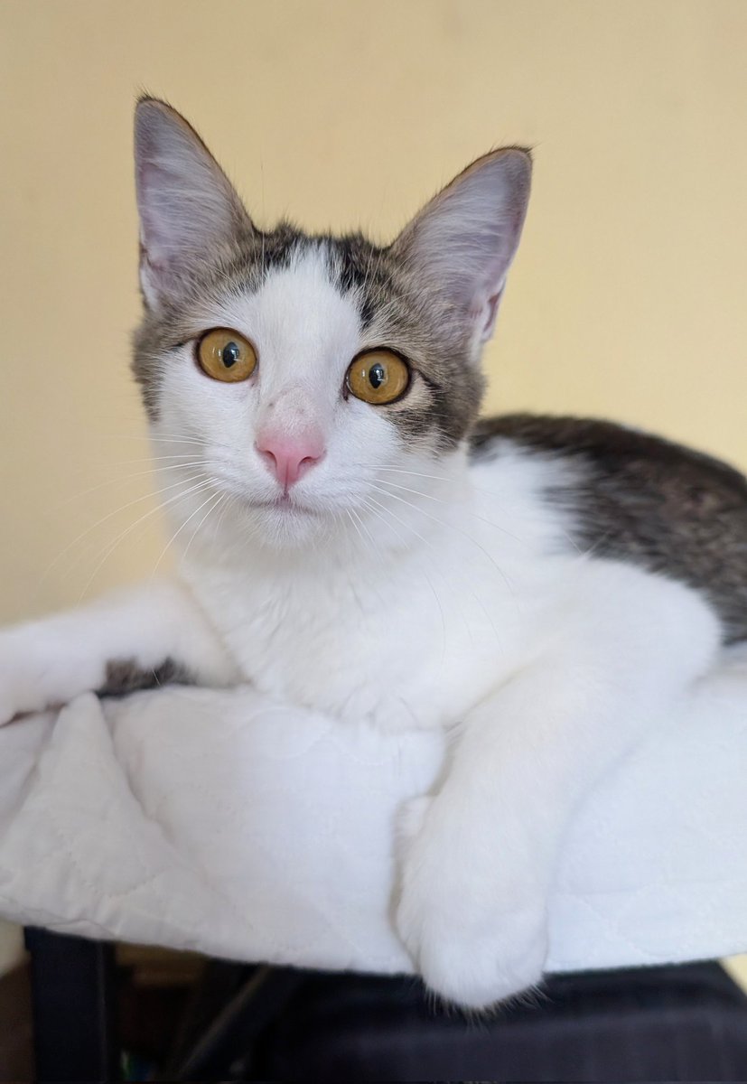 Ramai nak adopt kucing kan, nampak kat post lagi satu.

Saya ada  kucing jantan yg lawa, gebu, manis &amp; sihat utk re-home.

Jantan ± 6 bulan, vaksin, mandul 
FOC &amp; indoor.

Lokasi : KL/ Selangor. Boleh hantar ke utara sampai Kedah, selatan sampai JB dan timur sampai Gua Musang