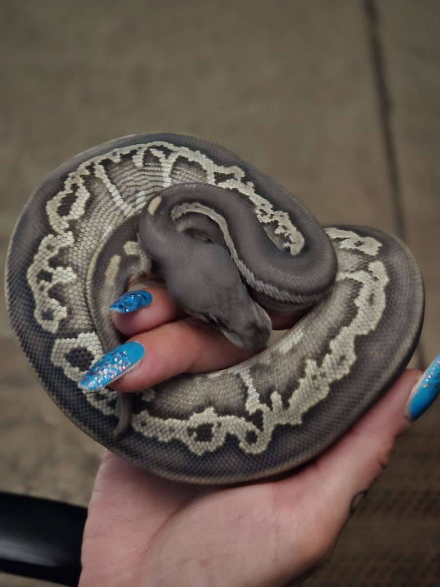 KaoticMorphz's tweet image. NEW BABY 🐍
LOVE THIS PATTERN!
#KAOTICMORPHS
#BABYBALLPYTHON