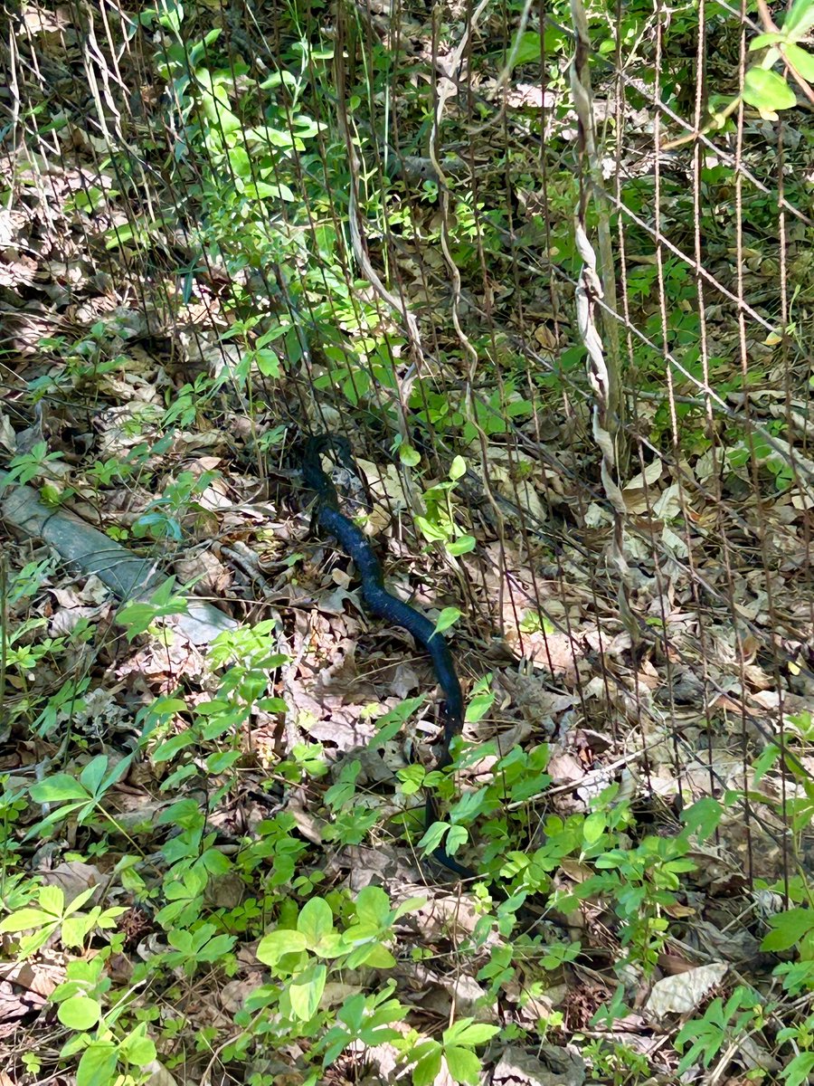 GcsRunning's tweet image. First XC trail snake of 2025