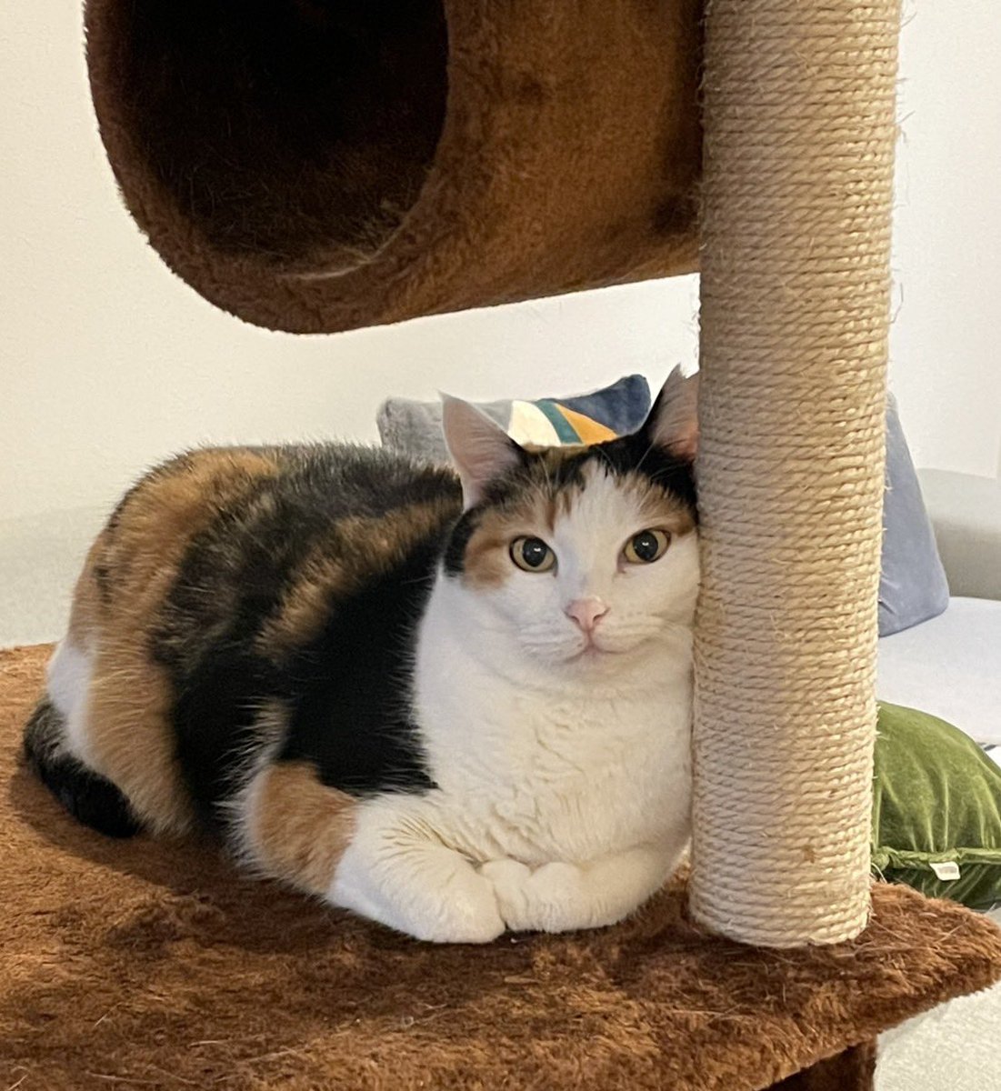 moonchan67's tweet image. 四角い猫

 #猫のいる幸せ
 #猫好きさんと繋がりたい