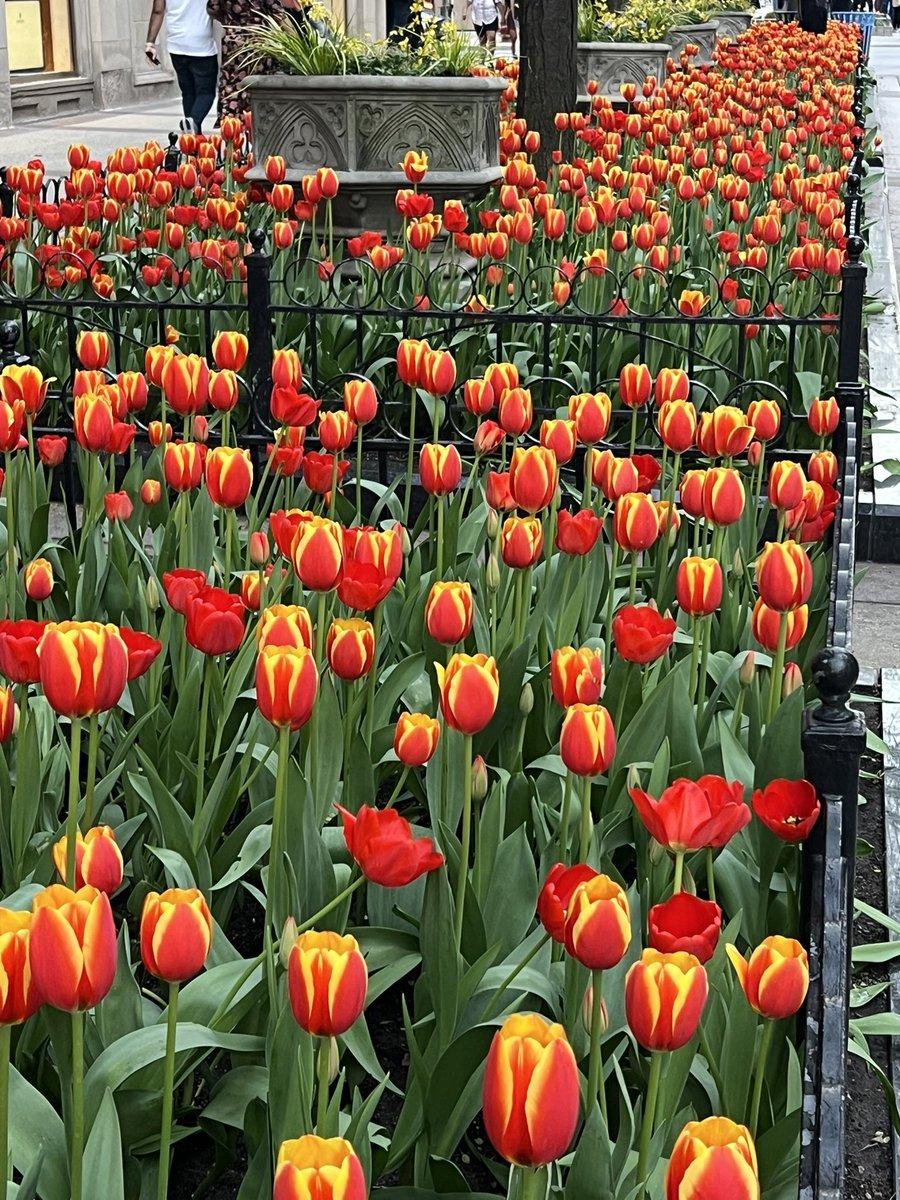 Chicago doesn’t fuck around with their tulips I’m learning