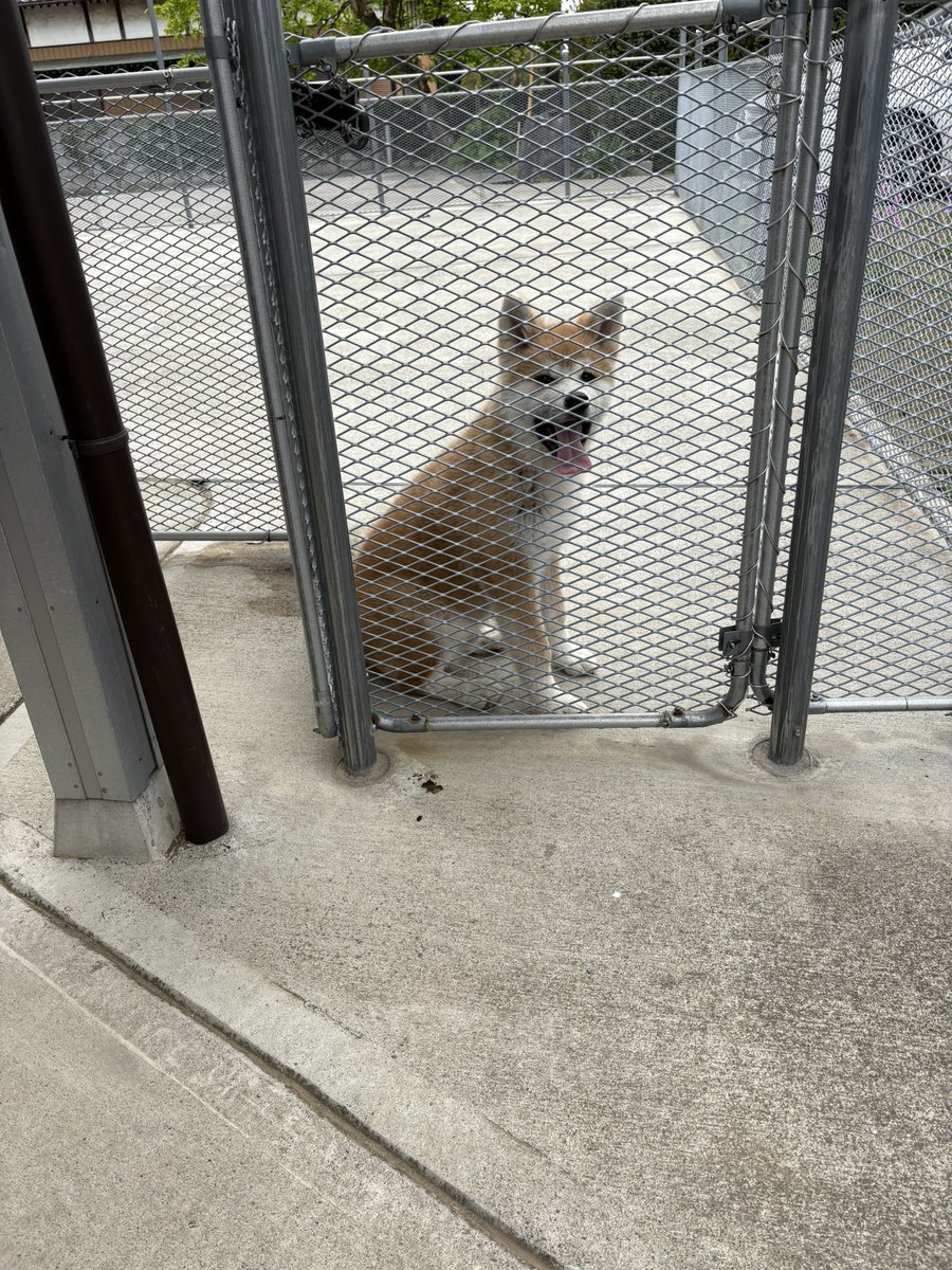 イケメンは大切にしてくださる方をお待ちしてます🤩
コメントやメッセージ、メール等は見逃してしまうこともございます。当日の見学をご希望の方は、お手数ですがお電話をいただければと思います✨
秋田犬、柴犬・豆柴の子犬、飼い主様募集中です🐶ご連絡のうえ、ぜひ気軽に遊びにいらしてください🐾