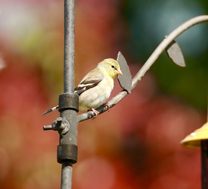 On the blog this week: Springing into Summer, Open Books and Japanese Gardens, Spending $11,000 on Book PR, and Birthdays Coming Up: webbish6.com/springing-into… #spring #aprilbirthdays #birds #bookpromo