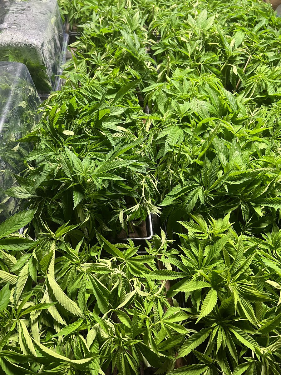 GalacticFarmer1's tweet image. 1,000 cuttings in a day. I’m kinda proud of myself 😁. #OGKush #OgreKush #PinkCookies