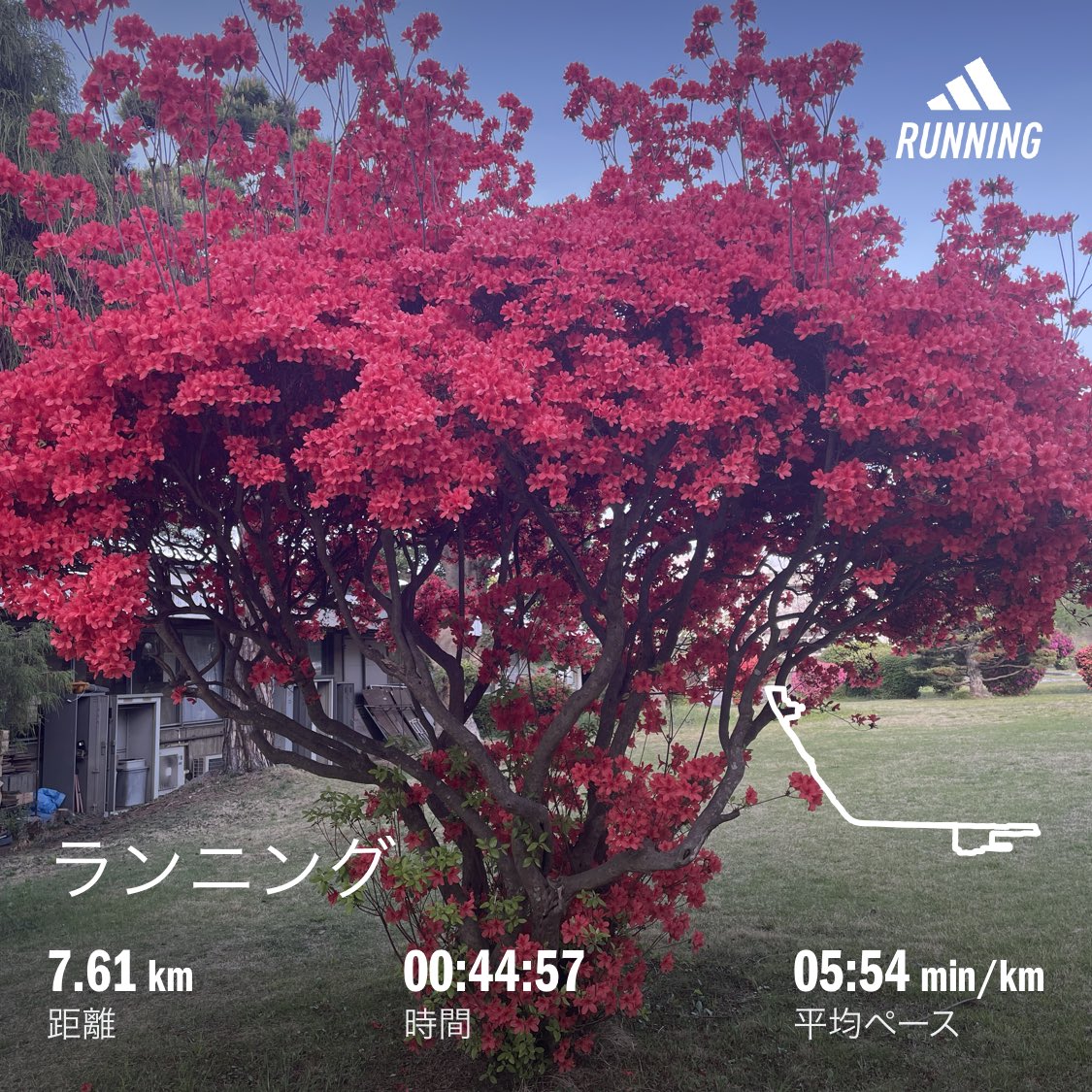 micocoki's tweet photo. #おはようございます
昨日の雨から一転
#晴天
#朝活
#ラン 
さつきかつつじか…
高さが多分3m近くある。
こんな大きなの初めて見ました👀 https://t.co/lASU69HszY