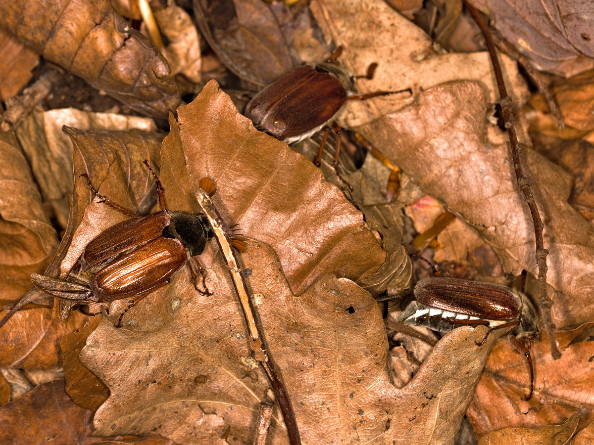 Die Maikäfersaison ist eröffnet.
