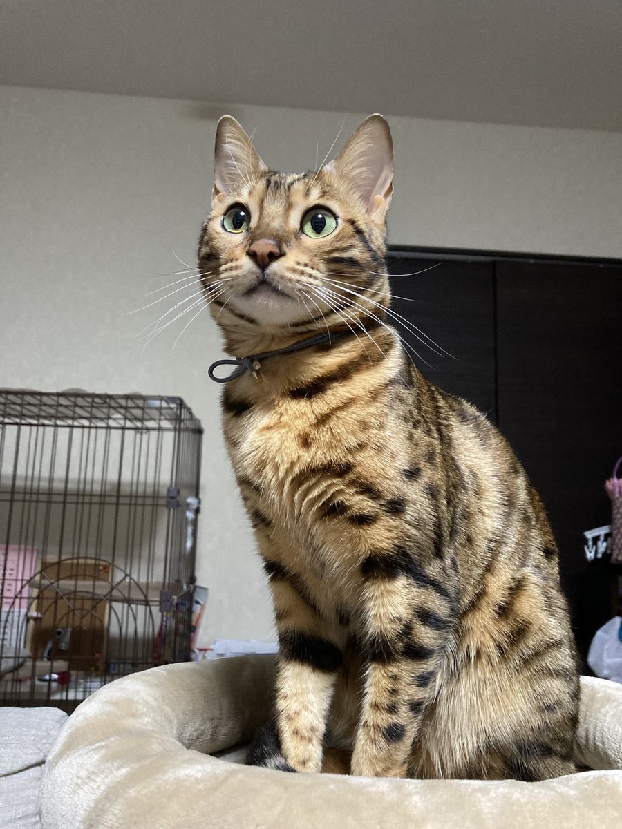 nekomocafe2's tweet photo. いたずらっ子のつばさちゃん、今でも色んないたずらに興じているようです😂
お姉さん猫ちゃんにいたずらして、最初は怒られていたみたいですが、今では良い距離感💓
手足をピーンと伸ばして寝ているのが可愛くて、娘さんが描き足してくれたスーパーニャンつばさ🙌
最高です✨ https://t.co/bYztHQRorB