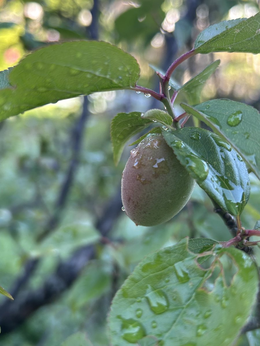雨上がりの朝です☔️☀️
我が家の庭の梅の実✨だんだんと大きくなってきました🥰