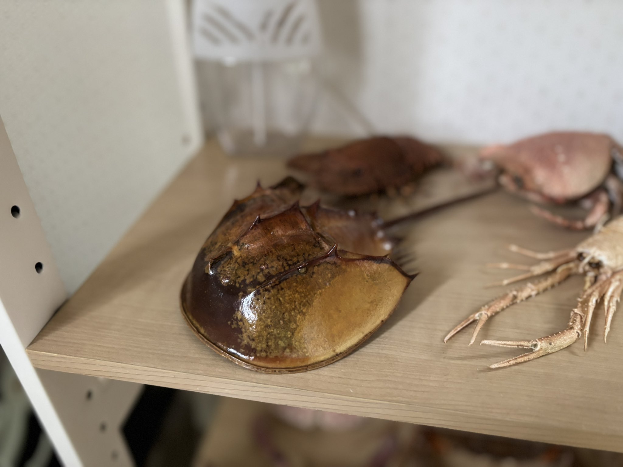 値下げ中！カブトガニの標本 値下げ中！カブトガニの標本