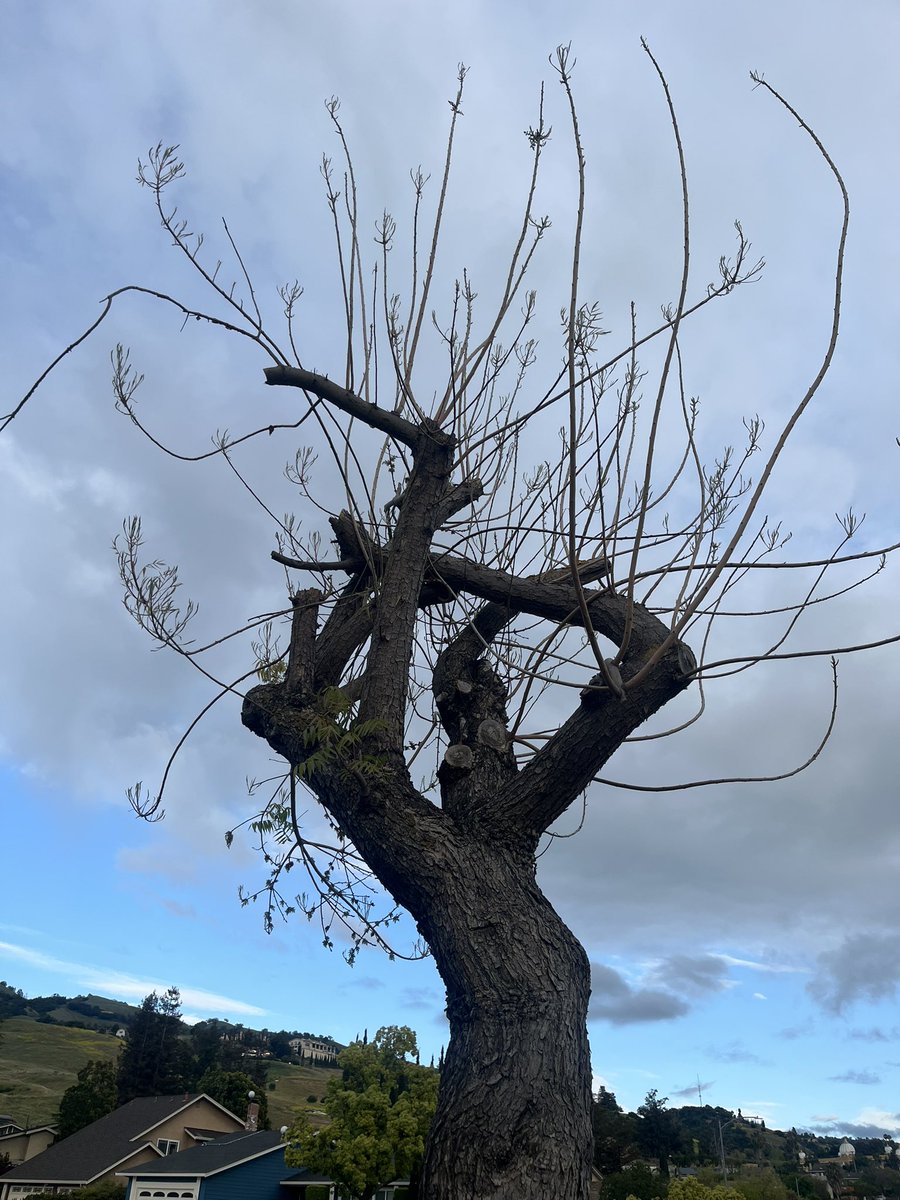 TastyTrailsTech tweet media