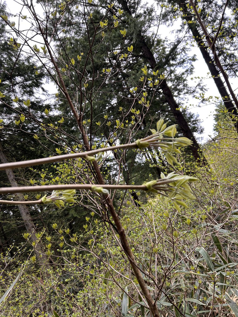 昨日はコシアブラ料理で。
コシアブラリゾット。コシアブラぺぺロンチーノ。香りが素晴らしい〜😋